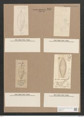 Navicula sp. (de-Toni-Nr.: Genus 1) Zeichnungen Sammlung Grunow Nr. 1618 (NHMW-BOT-W0368173)